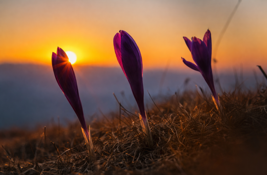 Крокуси, Кринта та Угорські скелі